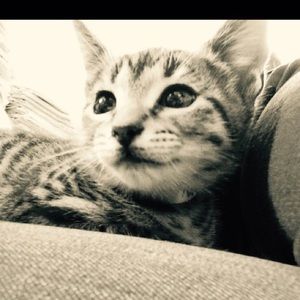 Meet your Posher, Daisy